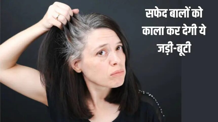 सफेद बालों को काला करने ही नहीं Hair Fall को कम करने में भी मददगार है ये जड़ी-बूटी जानें कैसे करें इस्तेमाल